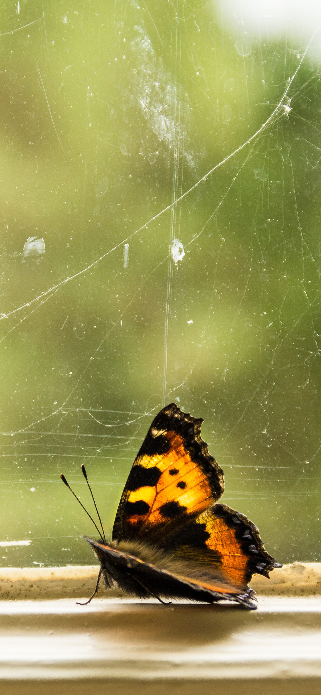 [2436×1125]窗户 蝴蝶 黄色 停留 昆虫 苹果手机壁纸图片