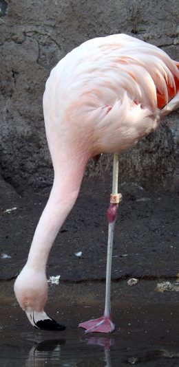 [2436x1125]站立 火烈鸟 动物 鸟类 苹果手机壁纸图片