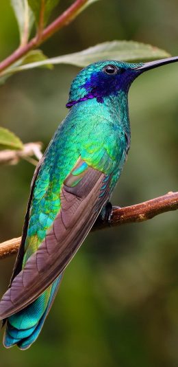 [2436x1125]站立 脑 羽毛 靓丽 苹果手机壁纸图片