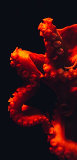 [2436x1125]章鱼 八爪鱼 吸盘 海洋生物 软肢 苹果手机壁纸图片