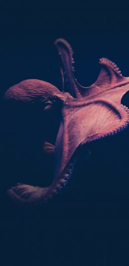 [2436x1125]章鱼 软体动物 海洋 海鲜 苹果手机壁纸图片