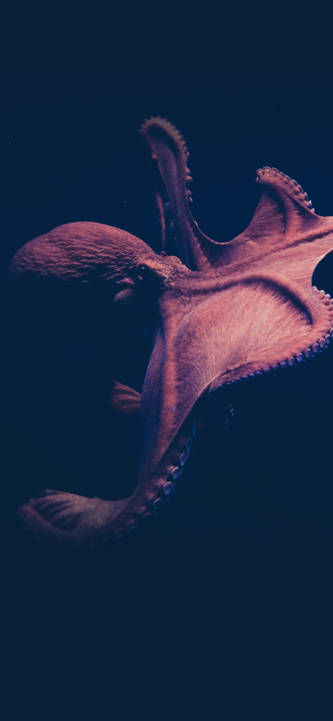 [2436×1125]章鱼 软体动物 海洋 海鲜 苹果手机壁纸图片