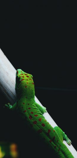 [2436x1125]竹竿 变色龙 绿色 红色斑点 苹果手机壁纸图片