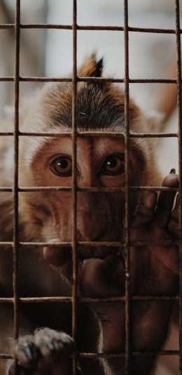 [2436x1125]笼子 猴子 小猴 囚禁 苹果手机壁纸图片