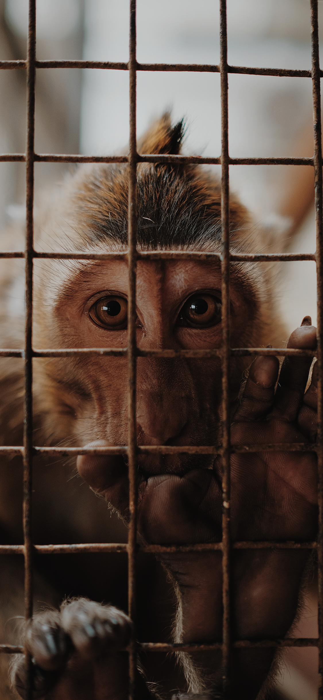 [2436×1125]笼子 猴子 小猴 囚禁 苹果手机壁纸图片