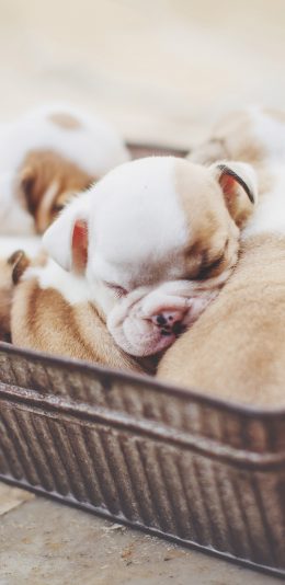 [2436x1125]篮子 小奶狗 法斗犬 幼犬 苹果手机壁纸图片
