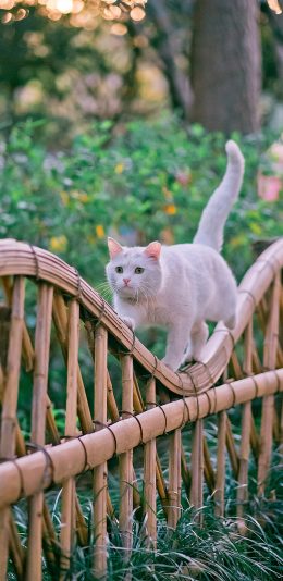 [2436x1125]篱笆 猫咪 喵星人 白色 苹果手机壁纸图片