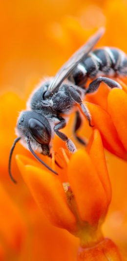 [2436x1125]米饭 花朵 鲜花 采蜜 苹果手机壁纸图片