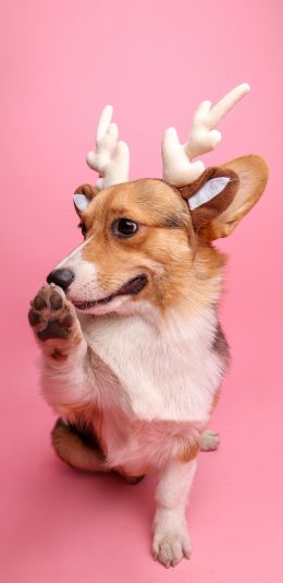 [2436x1125]粉色背景 宠物狗 柯基犬 鹿角 苹果手机壁纸图片
