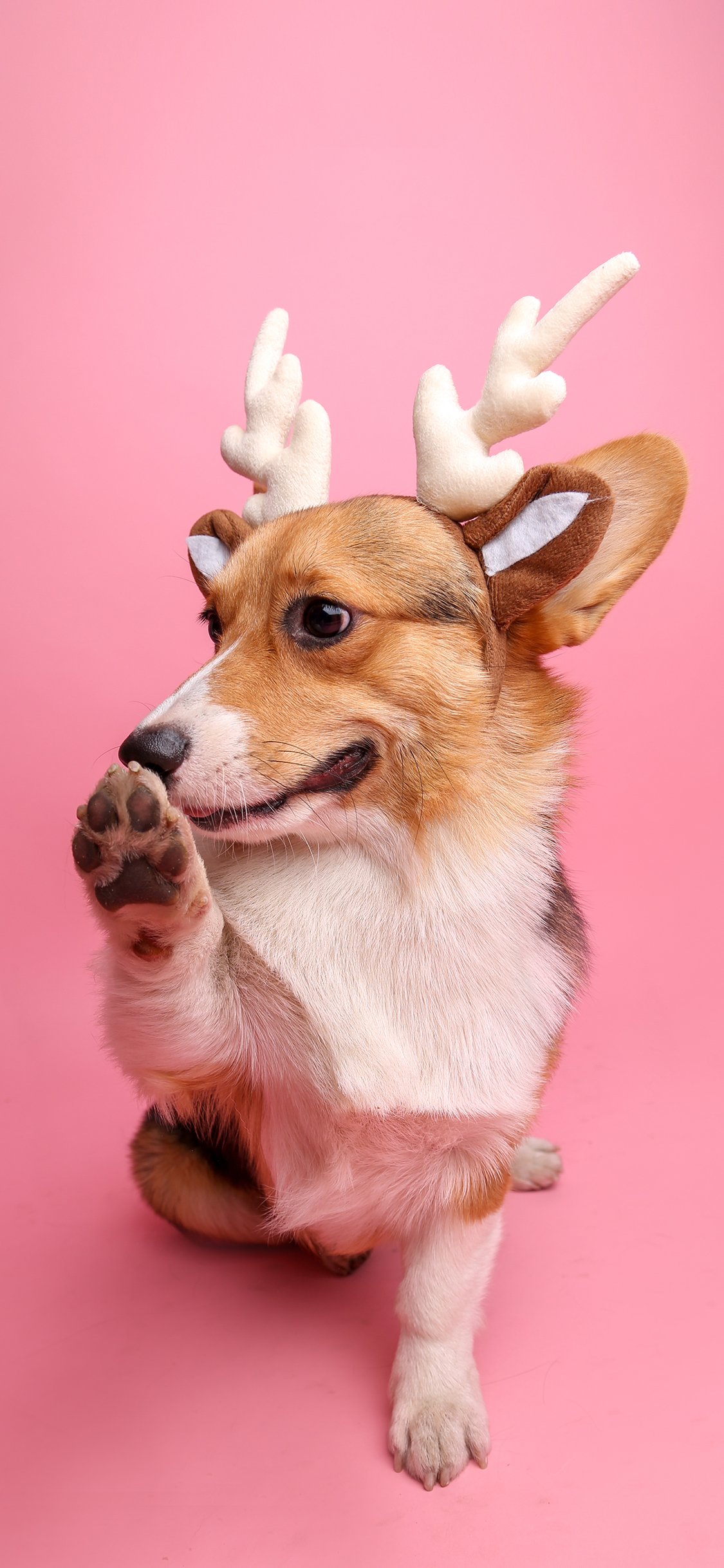 [2436×1125]粉色背景 宠物狗 柯基犬 鹿角 苹果手机壁纸图片
