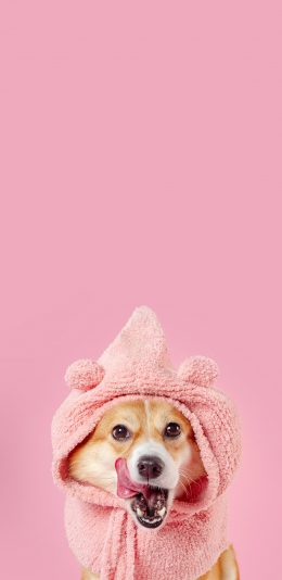 [2436x1125]粉色背景 柯基犬 帽子 可爱 苹果手机壁纸图片
