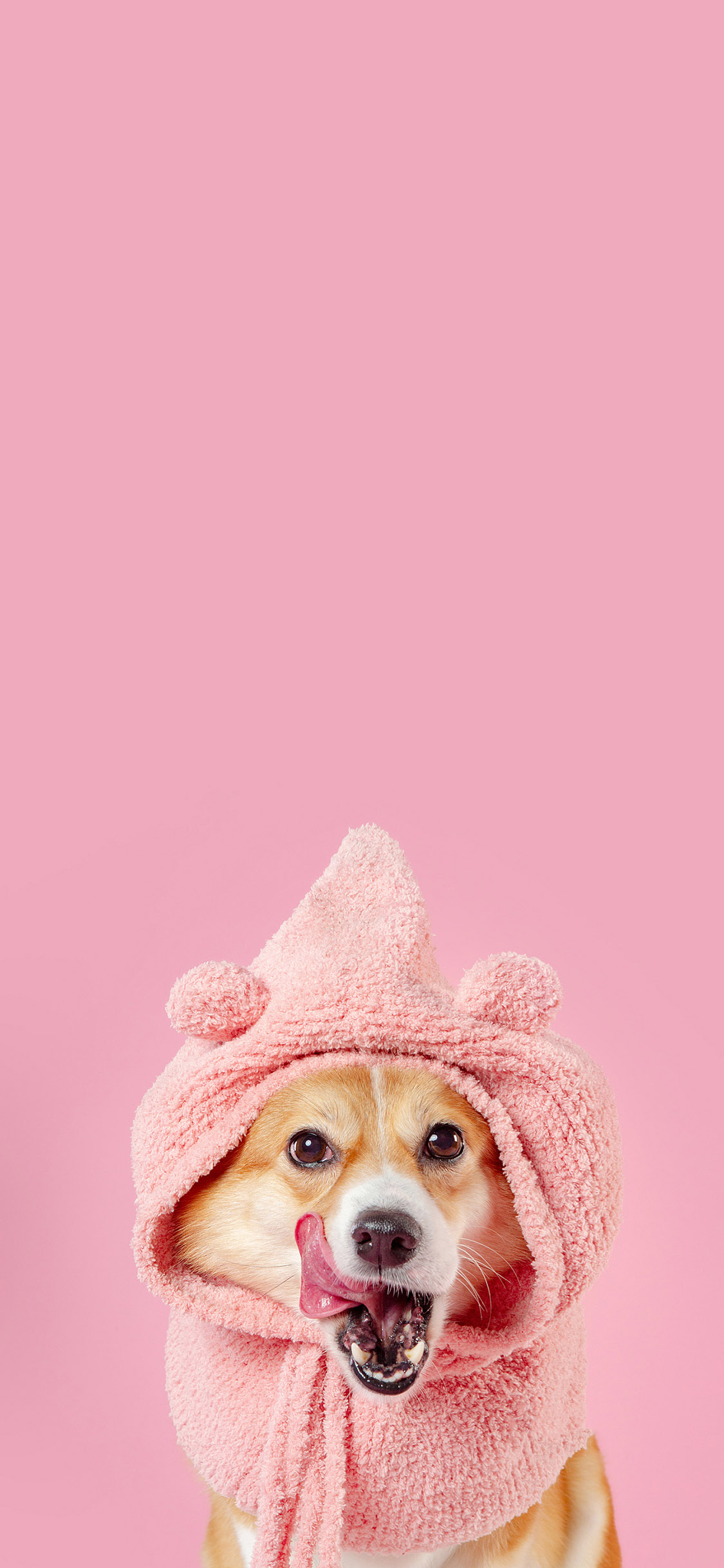 [2436×1125]粉色背景 柯基犬 帽子 可爱 苹果手机壁纸图片