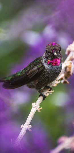 [2436x1125]紫喉领蜂鸟 小鸟 羽毛 蜂鸟 苹果手机壁纸图片