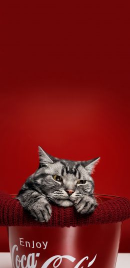 [2436x1125]红色背景 猫咪 喵星人 可爱 苹果手机壁纸图片