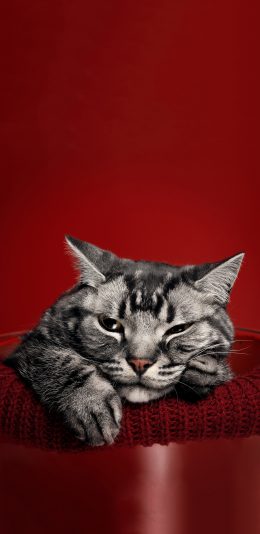 [2436x1125]红色背景 猫咪 喵星人 霸气 苹果手机壁纸图片