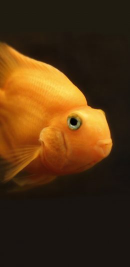 [2436x1125]红鹦鹉 金鱼 水 动物 水族馆  海洋 热带鱼种 苹果手机壁纸图片