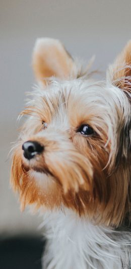 [2436x1125]约克夏梗 宠物 狗 犬类 苹果手机壁纸图片