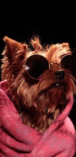 [2436x1125]约克夏梗 狗 犬 汪星人 时尚 墨镜 宠物 苹果手机壁纸图片