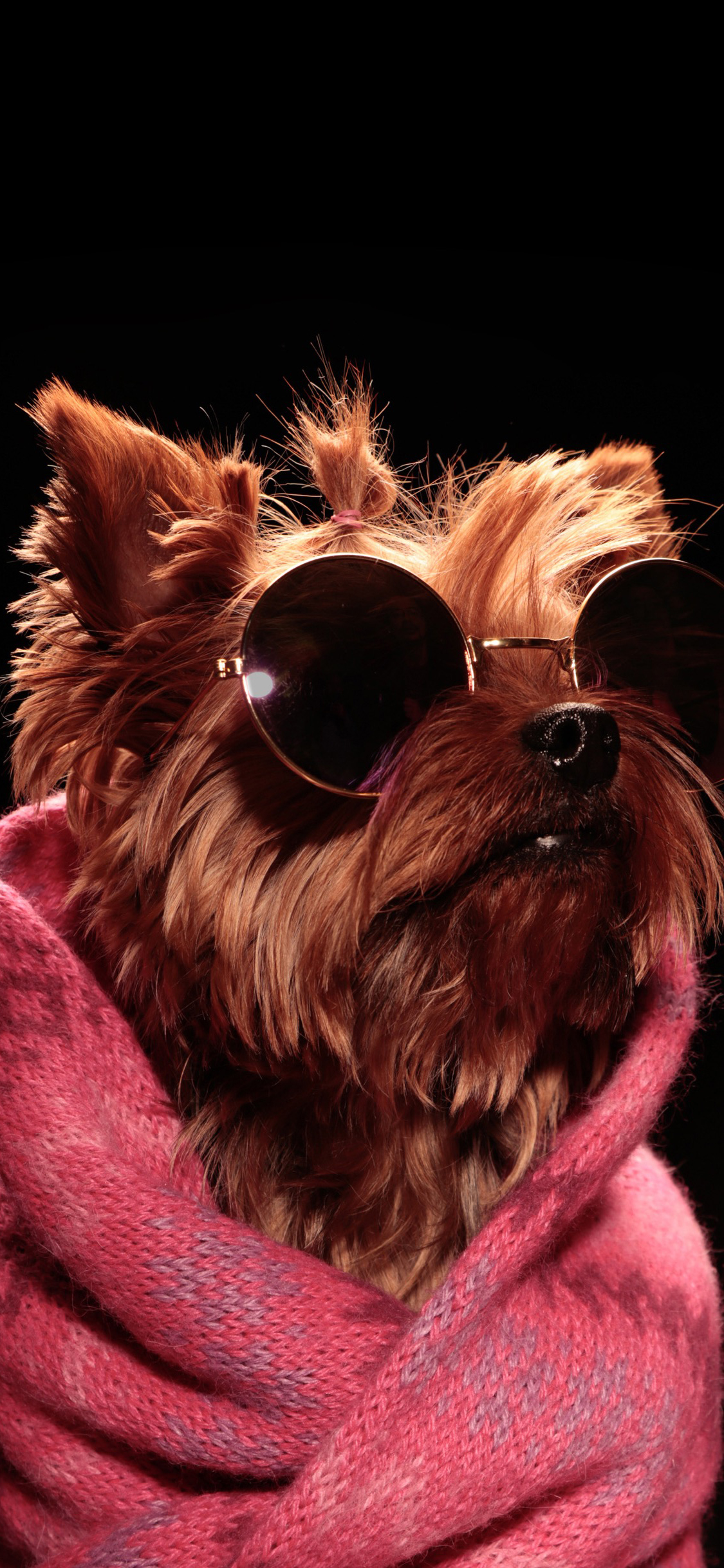 [2436×1125]约克夏梗 狗 犬 汪星人 时尚 墨镜 宠物 苹果手机壁纸图片