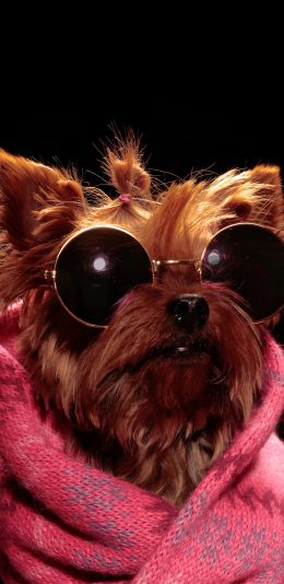 [2436x1125]约克夏梗 狗 犬 汪星人 时尚 宠物 墨镜 苹果手机壁纸图片