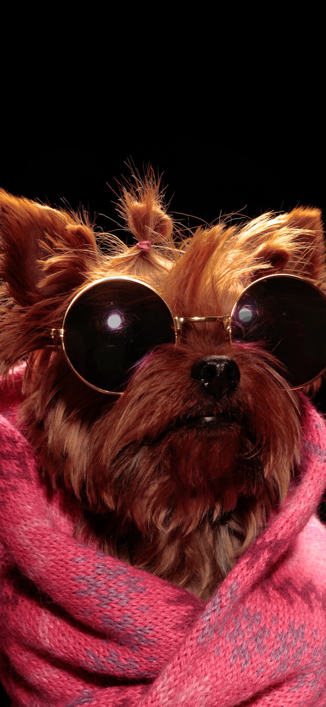 [2436×1125]约克夏梗 狗 犬 汪星人 时尚 宠物 墨镜 苹果手机壁纸图片