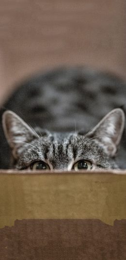 [2436x1125]纸箱 宠物猫 喵星人 猫咪 可爱 苹果手机壁纸图片