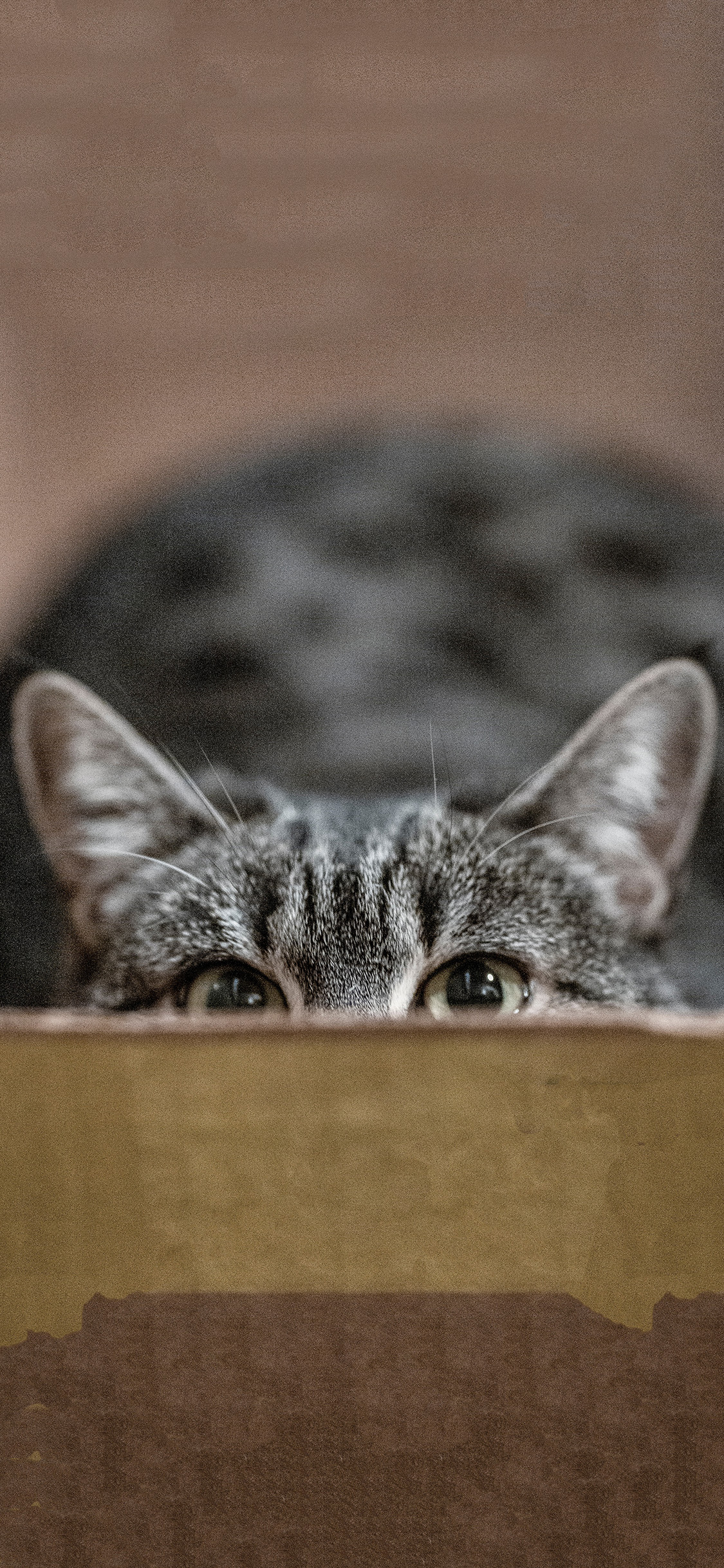 [2436×1125]纸箱 宠物猫 喵星人 猫咪 可爱 苹果手机壁纸图片