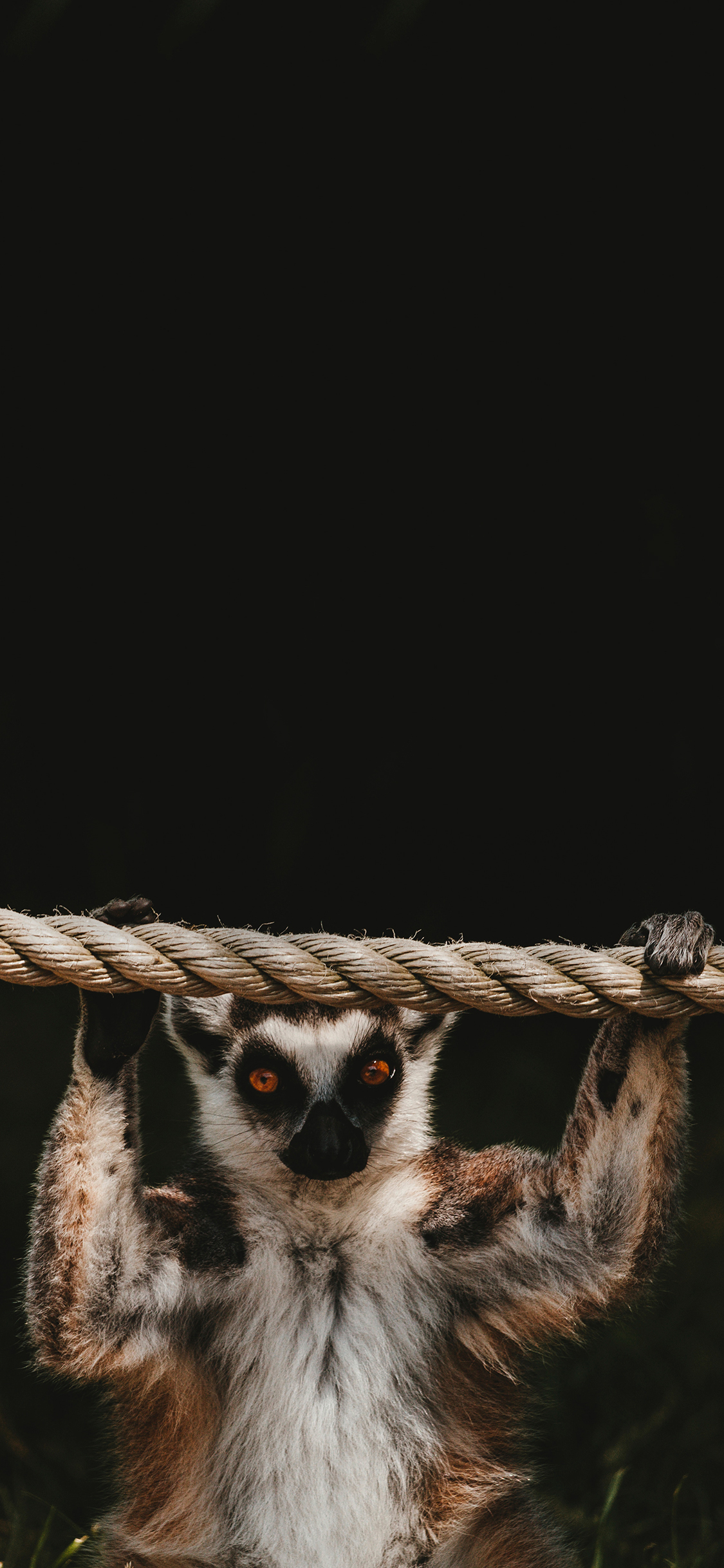 [2436×1125]绳索 环尾狐猴 灵长类 苹果手机壁纸图片