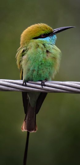 [2436x1125]绳索 飞鸟 绿色 栖息 苹果手机壁纸图片