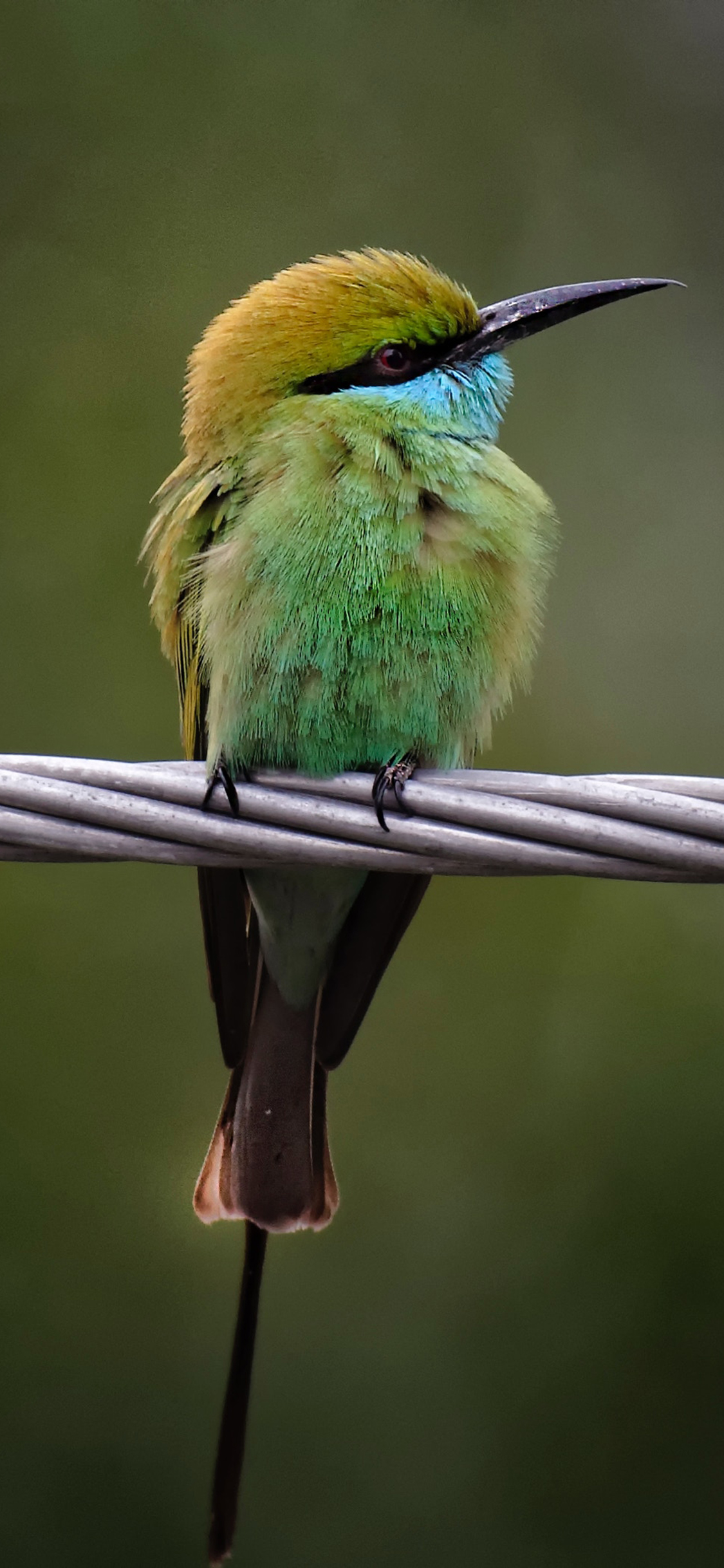 [2436×1125]绳索 飞鸟 绿色 栖息 苹果手机壁纸图片