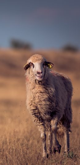 [2436x1125]绵羊 动物 户外 养殖 苹果手机壁纸图片
