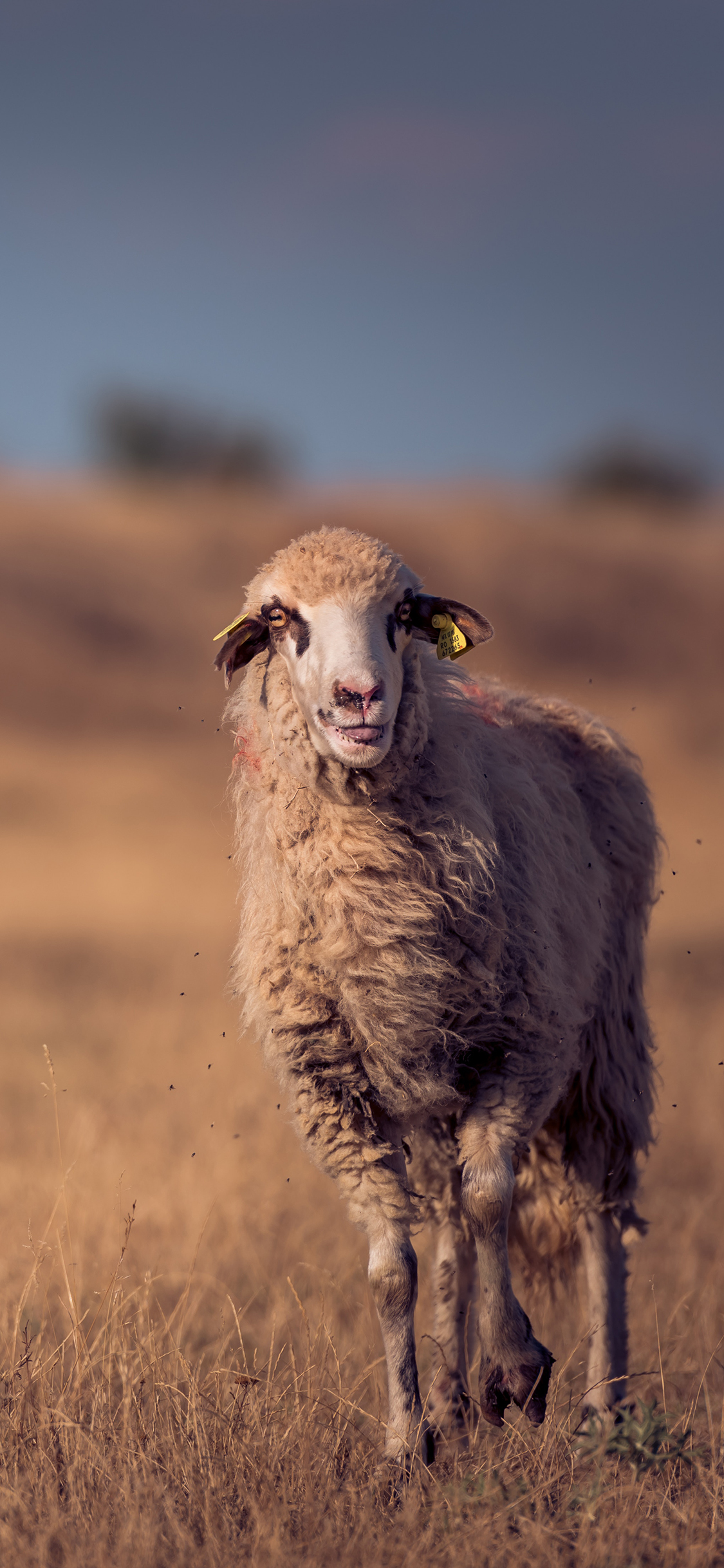 [2436×1125]绵羊 动物 户外 养殖 苹果手机壁纸图片