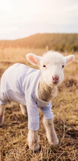 [2436x1125]绵羊 幼仔 羔羊 可爱 野外 苹果手机壁纸图片