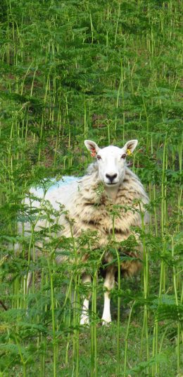 [2436x1125]绵羊 牲畜 牧场 绿色 丛林 苹果手机壁纸图片