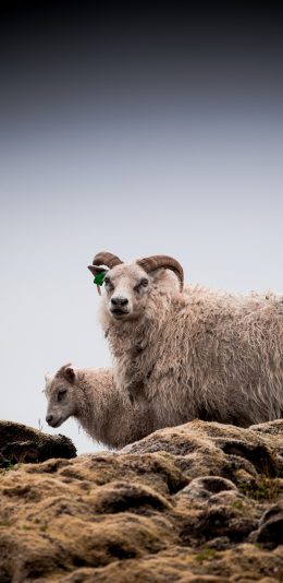[2436x1125]绵羊 牲畜 皮毛 山羊 放牧 苹果手机壁纸图片