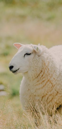 [2436x1125]绵羊 牲畜 草原 畜牧 苹果手机壁纸图片