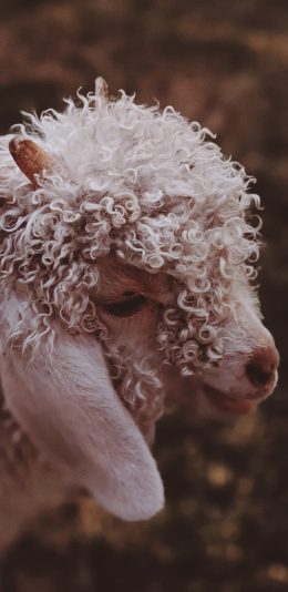 [2436x1125]绵羊 羊毛 卷毛 牲畜 畜牧 苹果手机壁纸图片