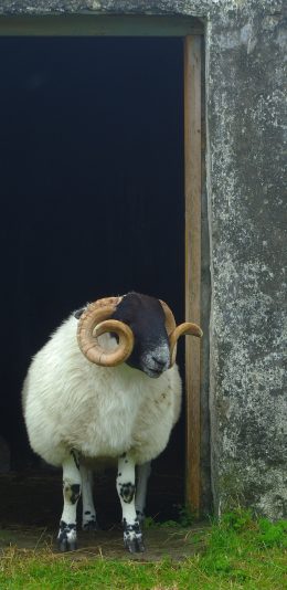 [2436x1125]绵羊 羊角 绒毛 动物 苹果手机壁纸图片