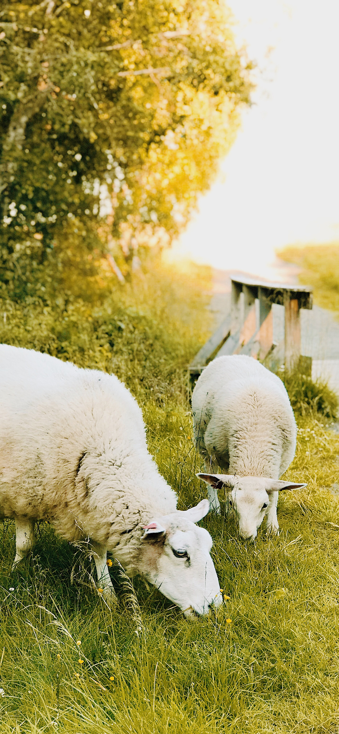 [2436×1125]绵羊 草原 牲畜 皮毛 苹果手机壁纸图片