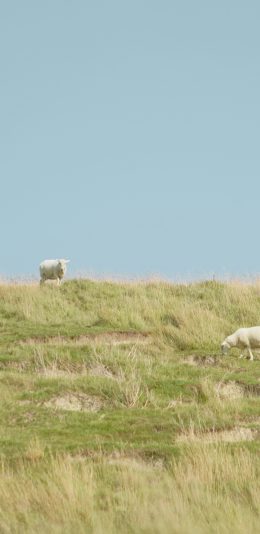 [2436x1125]绵羊 草原 畜牧 牲畜 苹果手机壁纸图片