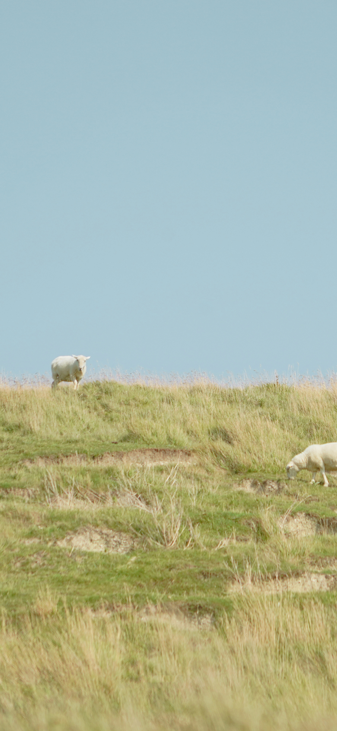 [2436×1125]绵羊 草原 畜牧 牲畜 苹果手机壁纸图片