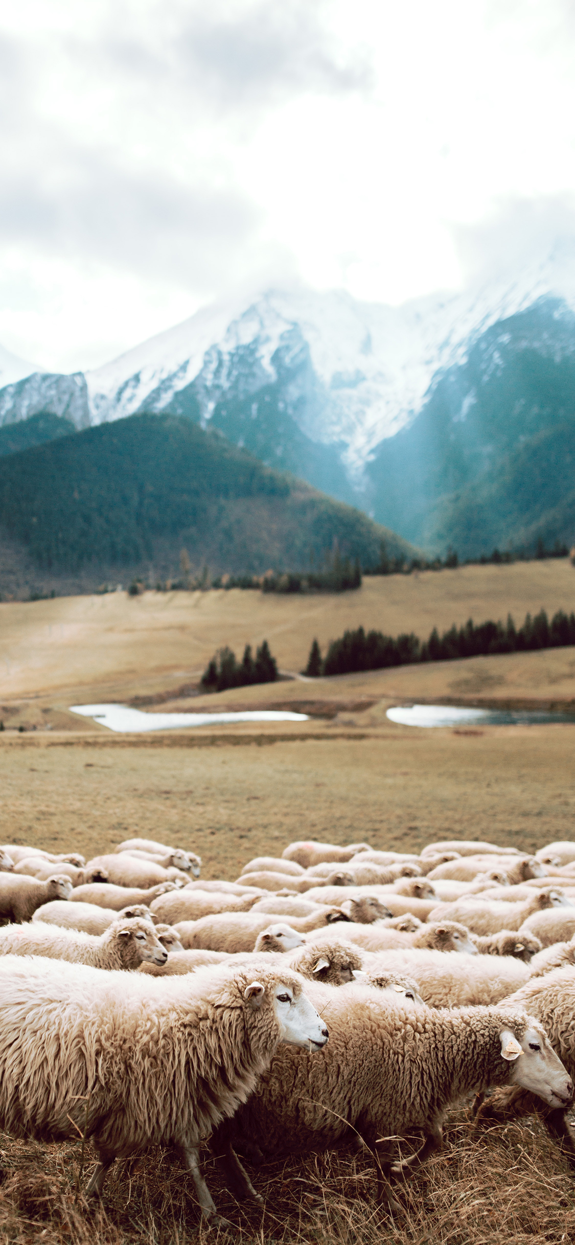 [2436×1125]绵羊 草原 羊群 饲养 苹果手机壁纸图片