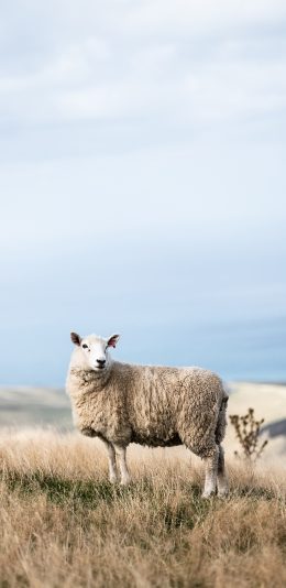 [2436x1125]绵羊 草地 放牧 牧畜 苹果手机壁纸图片