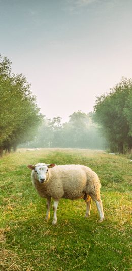 [2436x1125]绵羊 草地 树林 苹果手机壁纸图片