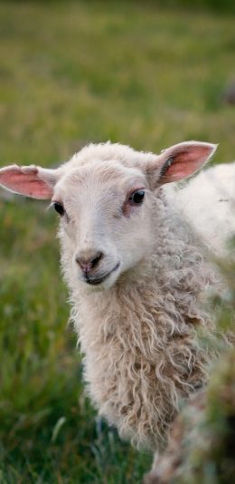 [2436x1125]绵羊 草地 畜牧 牲畜 苹果手机壁纸图片