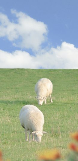 [2436x1125]绵羊 草坪 畜牧 牲畜 可爱 苹果手机壁纸图片