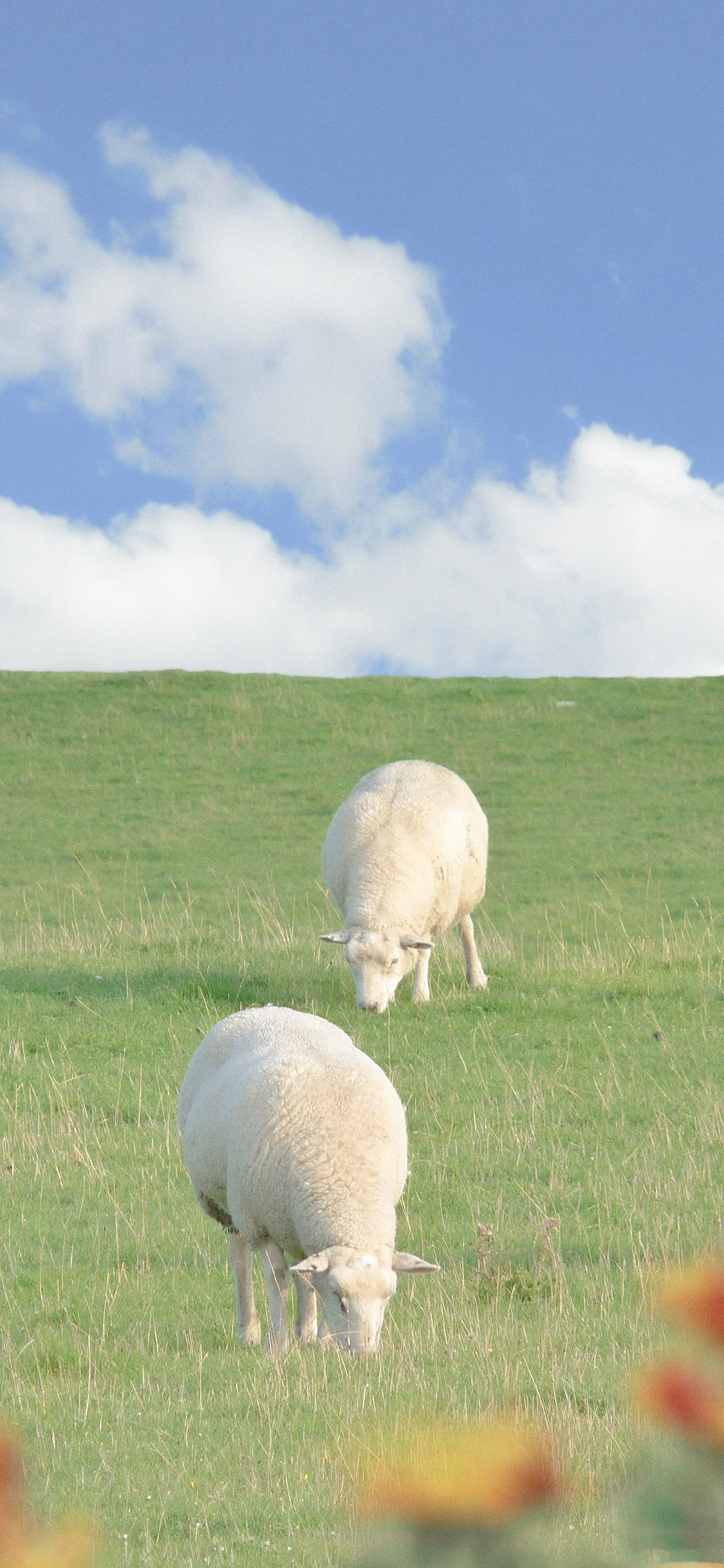 [2436×1125]绵羊 草坪 畜牧 牲畜 可爱 苹果手机壁纸图片