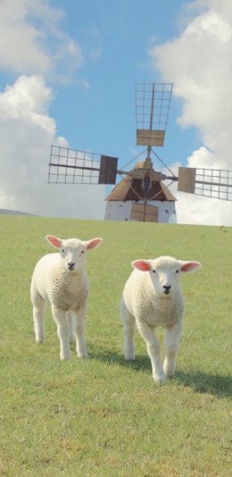 [2436x1125]绵羊 草坪 风车 畜牧 牲畜 可爱 苹果手机壁纸图片