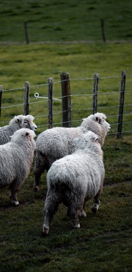 [2436x1125]绵羊 草堆 草原 放牧 羊群 苹果手机壁纸图片
