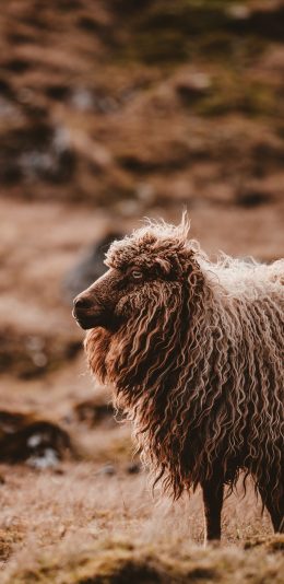[2436x1125]绵羊 长毛 脏 草地 苹果手机壁纸图片